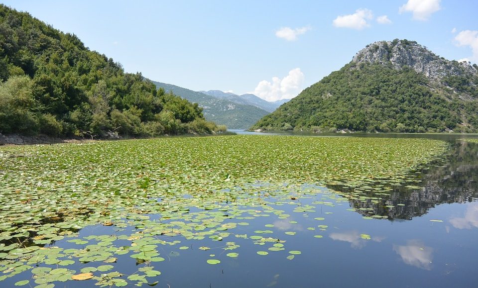 Skadar Lake withOut chemicaL pollUTION – SOLUTION